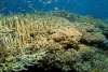 Biến đổi khí hậu - nguy cơ cho sự sống trên các đại dương